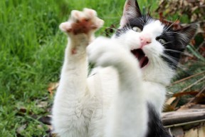 开云中国大陆-“德甲战火升腾，豪门纷纷破纪录”，德甲榜首大战