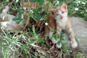 开云体育在线赛事直播-_逆转奇迹！弱者变强者，比赛精彩纷呈_，弱者变成强者的名人真实事例