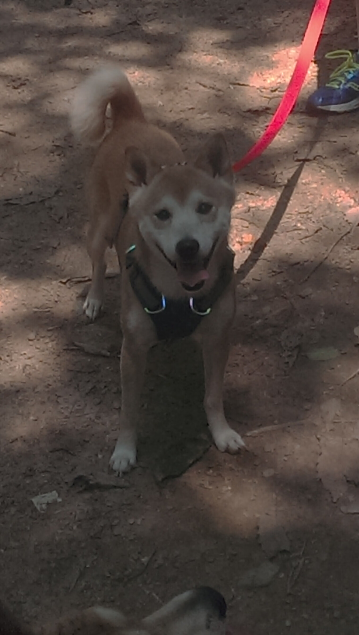 全面升级的智能训练设施助力青少年篮球训练提速，篮球体智能